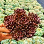 Echeveria Melaco – My Succulents – Mysucculents (11)