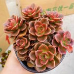 Echeveria Melaco – My Succulents – Mysucculents (11)