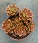 Echeveria Melaco – My Succulents – Mysucculents (11)