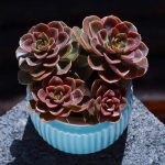Echeveria Melaco – My Succulents – Mysucculents (11)