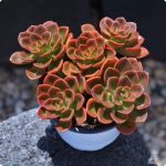 Echeveria Melaco – My Succulents – Mysucculents (11)