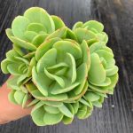 Echeveria Peach Pride – My Succulents – Mysucculents (12)