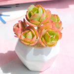 Echeveria Peach Pride – My Succulents – Mysucculents (12)