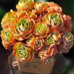 Echeveria Peach Pride – My Succulents – Mysucculents (12)