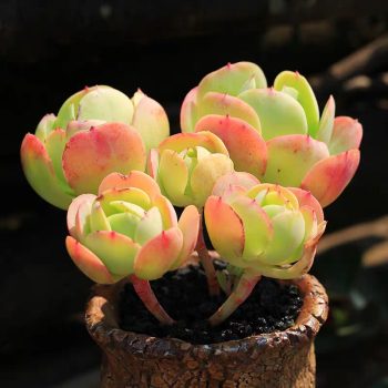 Echeveria Peach Pride