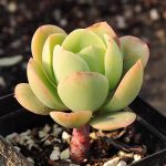 Echeveria Peach Pride – My Succulents – Mysucculents (12)