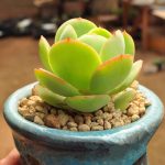 Echeveria Peach Pride – My Succulents – Mysucculents (12)