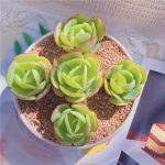 Echeveria Peach Pride – My Succulents – Mysucculents (12)