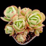 Echeveria Peach Pride – My Succulents – Mysucculents (12)