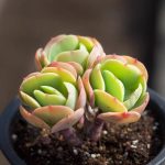 Echeveria Peach Pride – My Succulents – Mysucculents (12)
