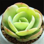 Echeveria Peach Pride – My Succulents – Mysucculents (12)
