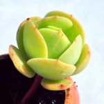 Echeveria Peach Pride – My Succulents – Mysucculents (12)