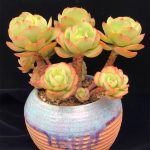 Echeveria Peach Pride – My Succulents – Mysucculents (12)