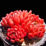 Echeveria Pink Ruby – My Succulents – Mysucculents (10)
