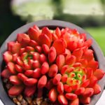 Echeveria Pink Ruby – My Succulents – Mysucculents (10)