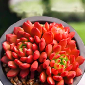 Echeveria Pink Ruby