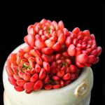 Echeveria Pink Ruby – My Succulents – Mysucculents (10)
