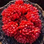 Echeveria Pink Ruby – My Succulents – Mysucculents (10)