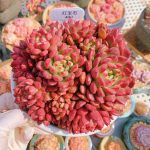 Echeveria Pink Ruby – My Succulents – Mysucculents (10)