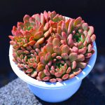 Echeveria Pink Ruby – My Succulents – Mysucculents (10)