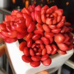 Echeveria Pink Ruby – My Succulents – Mysucculents (10)