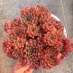Echeveria Pink Ruby – My Succulents – Mysucculents (10)