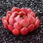 Echeveria Pink Ruby – My Succulents – Mysucculents (10)