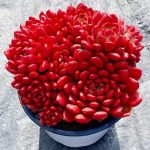 Echeveria Pink Ruby – My Succulents – Mysucculents (10)