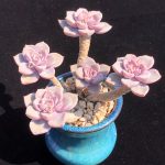 Echeveria Pretty in Pink – My Succulents – Mysucculents (10)