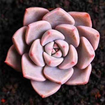 Echeveria Pretty in Pink