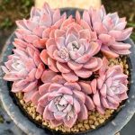 Echeveria Pretty in Pink – My Succulents – Mysucculents (10)