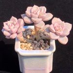 Echeveria Pretty in Pink – My Succulents – Mysucculents (10)