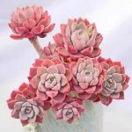 Echeveria Pretty in Pink – My Succulents – Mysucculents (10)