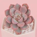 Echeveria Pretty in Pink – My Succulents – Mysucculents (10)