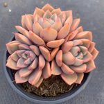 Echeveria Pretty in Pink – My Succulents – Mysucculents (10)