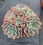 Echeveria Pretty in Pink – My Succulents – Mysucculents (10)