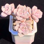Echeveria Pretty in Pink – My Succulents – Mysucculents (10)