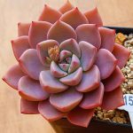 Echeveria Pretty in Pink – My Succulents – Mysucculents (10)