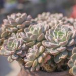 Echeveria Pretty in Pink – My Succulents – Mysucculents (10)