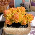 Echeveria Rolly – My Succulents – Mysucculents (5)