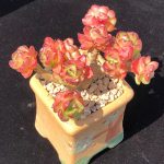 Echeveria Rolly – My Succulents – Mysucculents (5)
