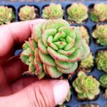 Echeveria Rolly – My Succulents – Mysucculents (5)