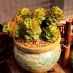 Echeveria Rolly – My Succulents – Mysucculents (5)