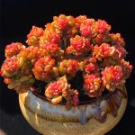 Echeveria Rolly – My Succulents – Mysucculents (5)
