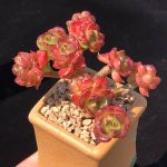 Echeveria Rolly – My Succulents – Mysucculents (5)