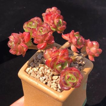 Echeveria Rolly