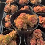 Echeveria Rolly – My Succulents – Mysucculents (5)