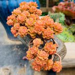 Echeveria Rolly – My Succulents – Mysucculents (5)
