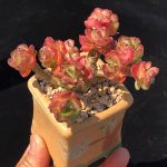 Echeveria Rolly – My Succulents – Mysucculents (5)