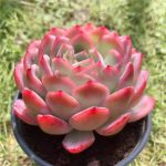 Echeveria Sasa – My Succulents – Mysucculents (7)